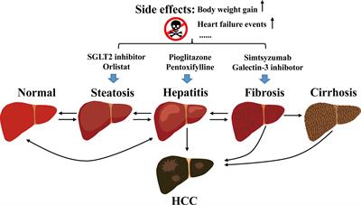 Frontiers Chinese Medicinal Herbs Targeting the Gut Liver Axis